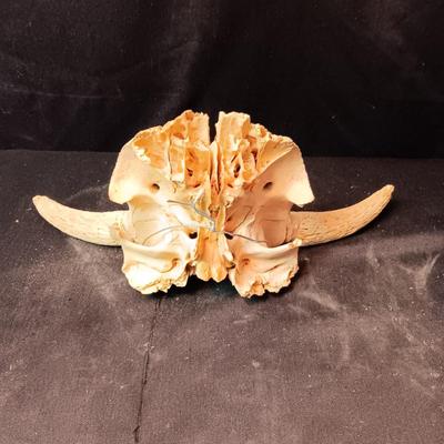 STEER SKULL