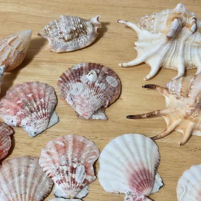 Shell Collection