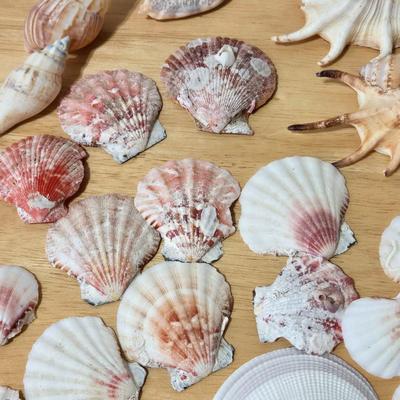 Shell Collection