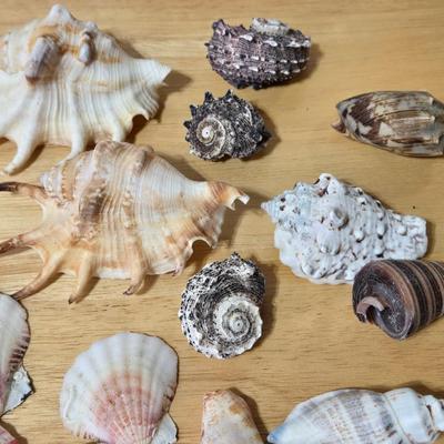 Shell Collection
