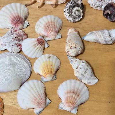 Shell Collection