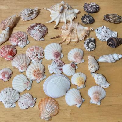 Shell Collection