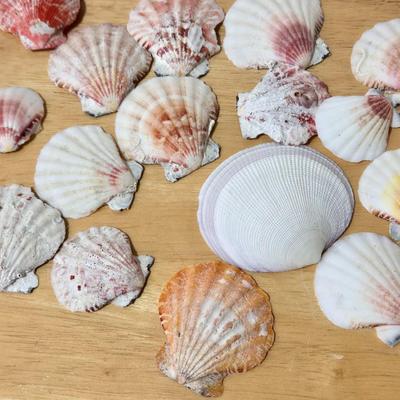 Shell Collection