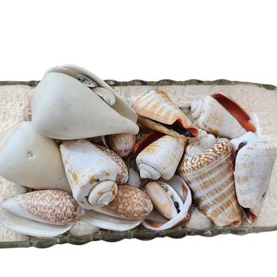 Shell Lot