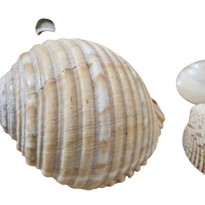 Shell Lot