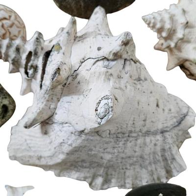 Shell Lot