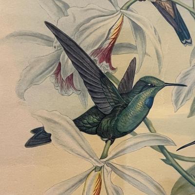 Vintage Framed Heliodoxa Jacula - John Gould Print