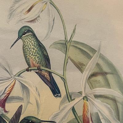 Vintage Framed Heliodoxa Jacula - John Gould Print