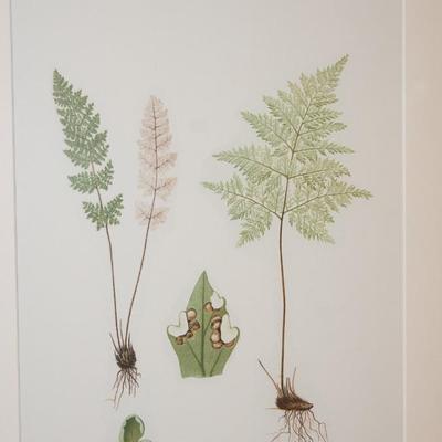 Sale Photo Thumbnail #20: professionally matted and framed lithograph of woodland ferns 
measuring 28" by 22 1/2" framed in a black painted wooden frame
cover is an acrylic 
no signature found