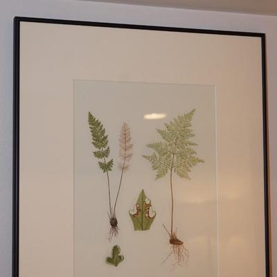 BONTANY FRAMED PRINT OF FERNS FRAMED