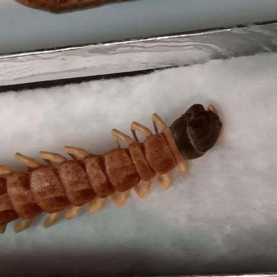 LARGE DRIED CENTIPEDE LIKE INSECT, PHOTO WALLET, POCKET WATCH CHAIN AND LEATHER KNIFE SHEATH