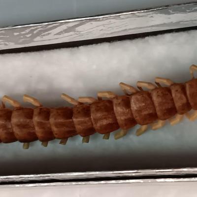 LARGE DRIED CENTIPEDE LIKE INSECT, PHOTO WALLET, POCKET WATCH CHAIN AND LEATHER KNIFE SHEATH