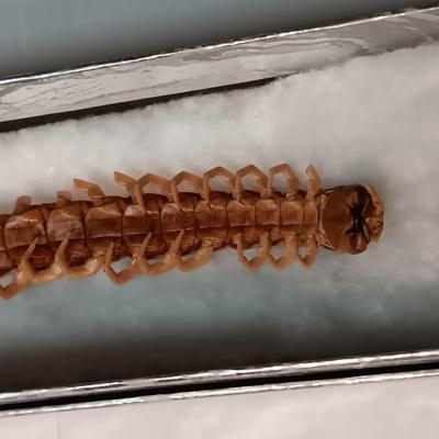 LARGE DRIED CENTIPEDE LIKE INSECT, PHOTO WALLET, POCKET WATCH CHAIN AND LEATHER KNIFE SHEATH