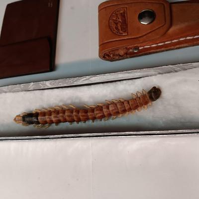 LARGE DRIED CENTIPEDE LIKE INSECT, PHOTO WALLET, POCKET WATCH CHAIN AND LEATHER KNIFE SHEATH