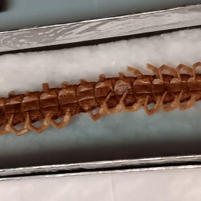 LARGE DRIED CENTIPEDE LIKE INSECT, PHOTO WALLET, POCKET WATCH CHAIN AND LEATHER KNIFE SHEATH
