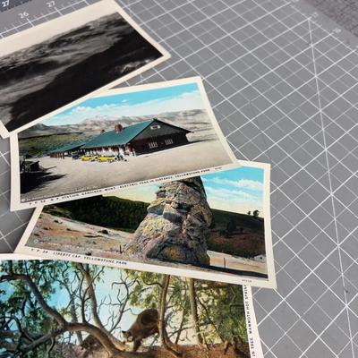 Set of 50 Yellowstone Park, Views Postcards, 1950's 
