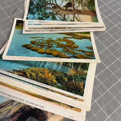 Set of 50 Yellowstone Park, Views Postcards, 1950's 
