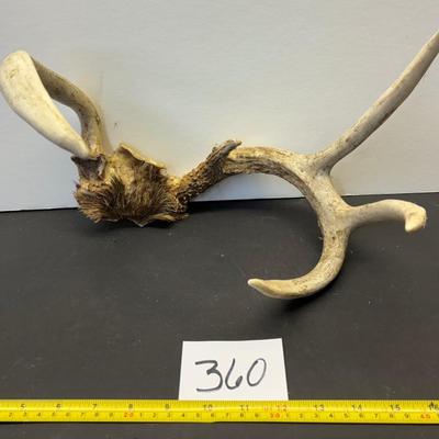 Horn Lot
