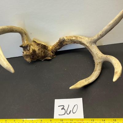 Horn Lot