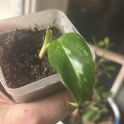 White Princess Philodendron