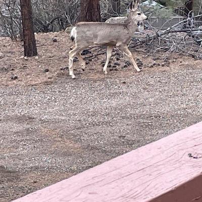 Lot 5 Nothing to see here...oh deer...