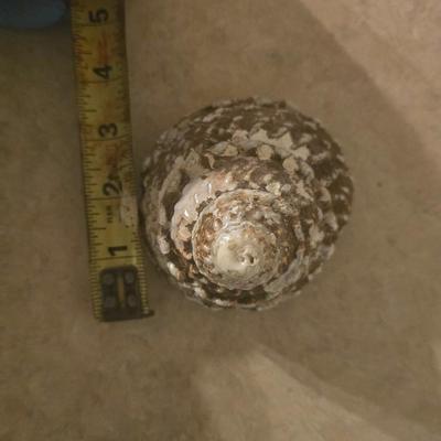 Seashell