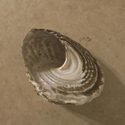 Seashell