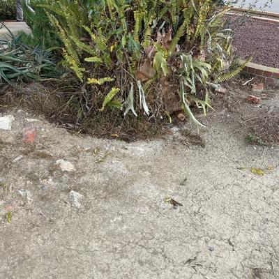 Staghorn Fern Ball (BUYER MUST BE ABLE TO REMOVE)