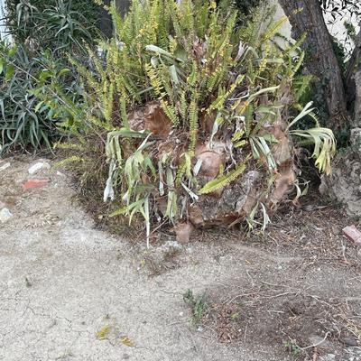 Staghorn Fern Ball (BUYER MUST BE ABLE TO REMOVE)