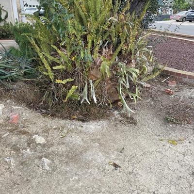 Staghorn Fern Ball (BUYER MUST BE ABLE TO REMOVE)