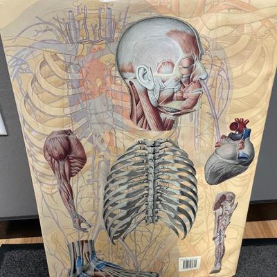 Very large Human Anatomy book