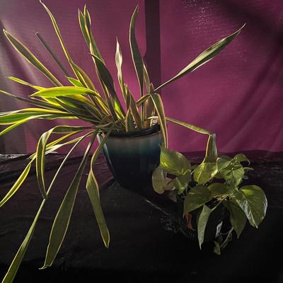 Golden Pathos & Dracaena (Snake Plant) (D-RG)