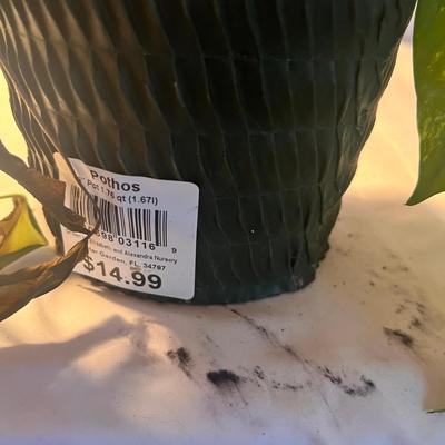 Golden Pathos & Dracaena (Snake Plant) (D-RG)