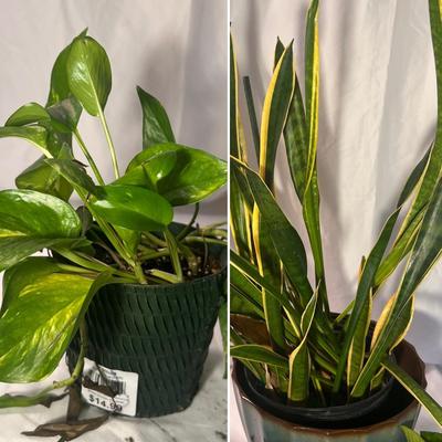 Golden Pathos & Dracaena (Snake Plant) (D-RG)