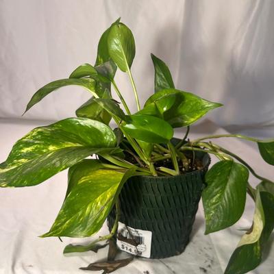 Golden Pathos & Dracaena (Snake Plant) (D-RG)