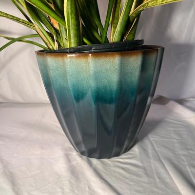 Golden Pathos & Dracaena (Snake Plant) (D-RG)