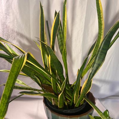 Golden Pathos & Dracaena (Snake Plant) (D-RG)