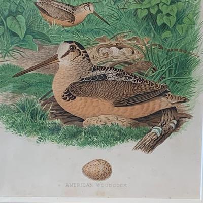 American Woodcock Chrome Lithograph Framed/Matted