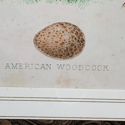 American Woodcock Chrome Lithograph Framed/Matted