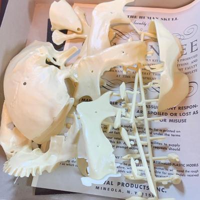 LOT 52: Vintage Renwal Human Skull Life Size Assembly Kit and Human Skeleton Assembly Kit and Lego Building Blocks