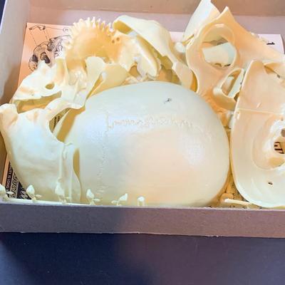 LOT 52: Vintage Renwal Human Skull Life Size Assembly Kit and Human Skeleton Assembly Kit and Lego Building Blocks