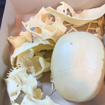 LOT 52: Vintage Renwal Human Skull Life Size Assembly Kit and Human Skeleton Assembly Kit and Lego Building Blocks