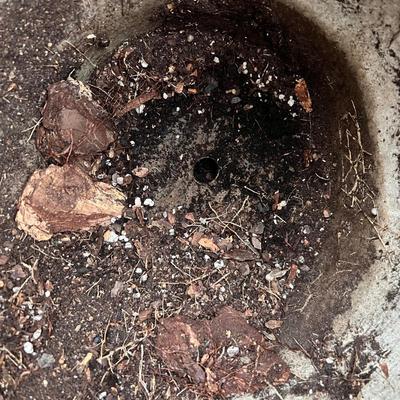 Large Bird Adorned Plant Pot (Y-RG)
