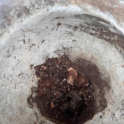 Large Bird Adorned Plant Pot (Y-RG)