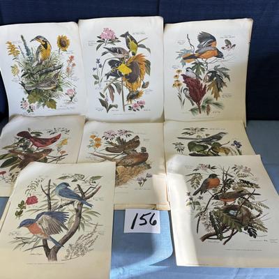 Collection of Bird Posters