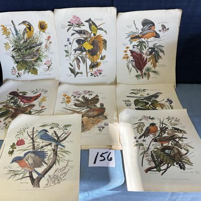 Collection of Bird Posters