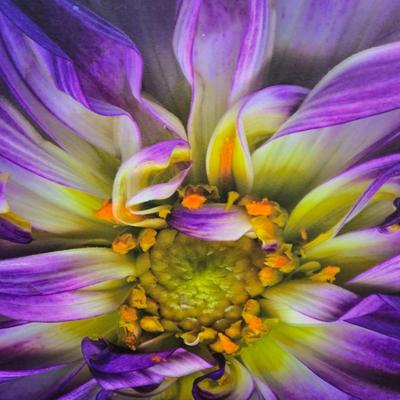 LOT 13A: Colorful, Floral Canvas Artwork