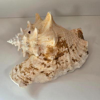 LOT 167B: Anchor Mirror, Large Conch Shell and Rare Speciman Natiulus Shell From the Philippines