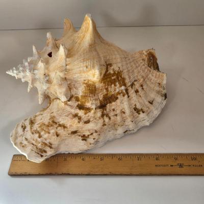LOT 167B: Anchor Mirror, Large Conch Shell and Rare Speciman Natiulus Shell From the Philippines