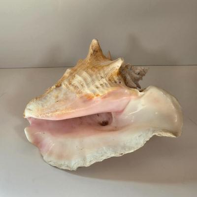 LOT 167B: Anchor Mirror, Large Conch Shell and Rare Speciman Natiulus Shell From the Philippines